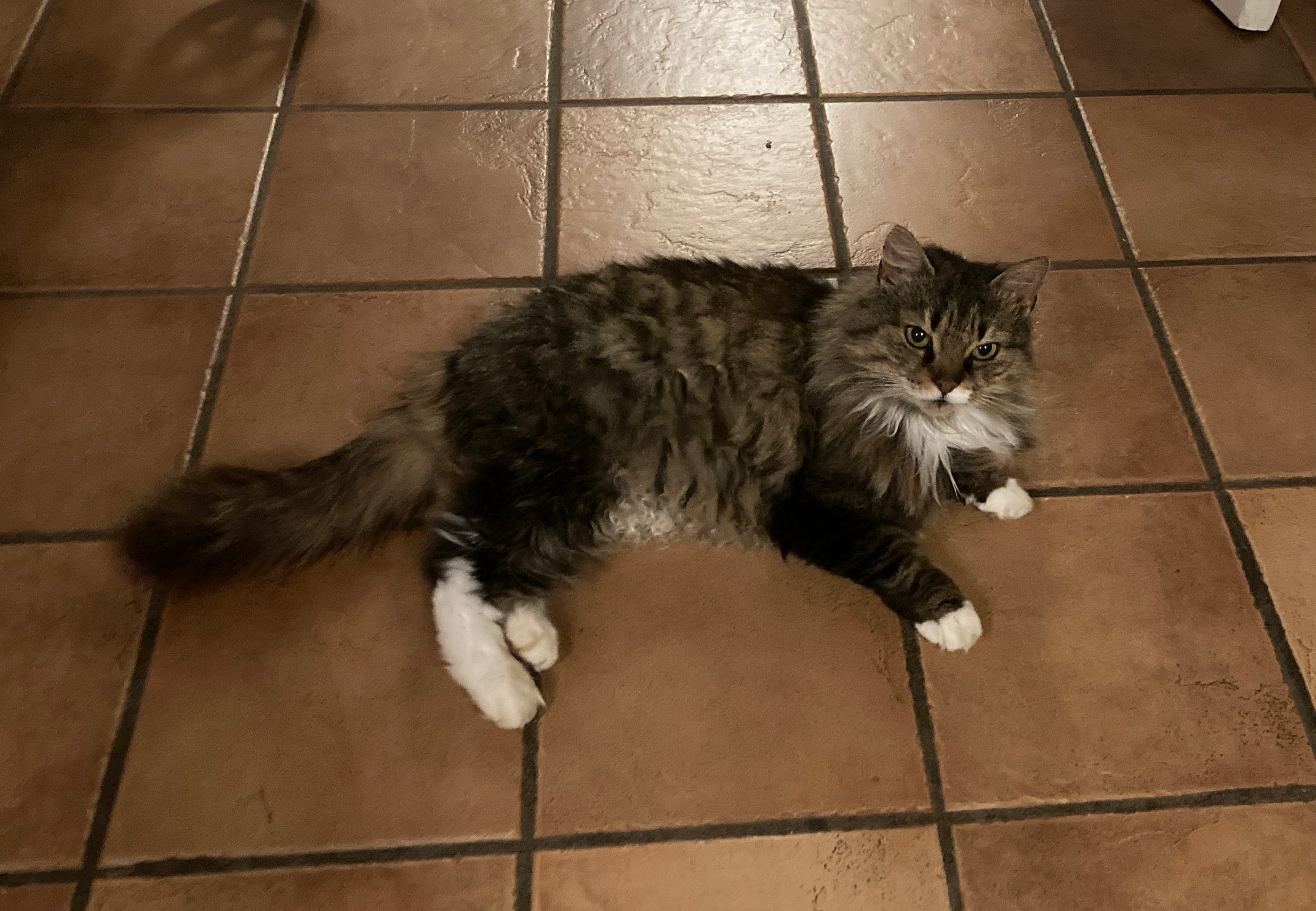 Långhårig gråsvartvit hankatt med otydlig tatuering