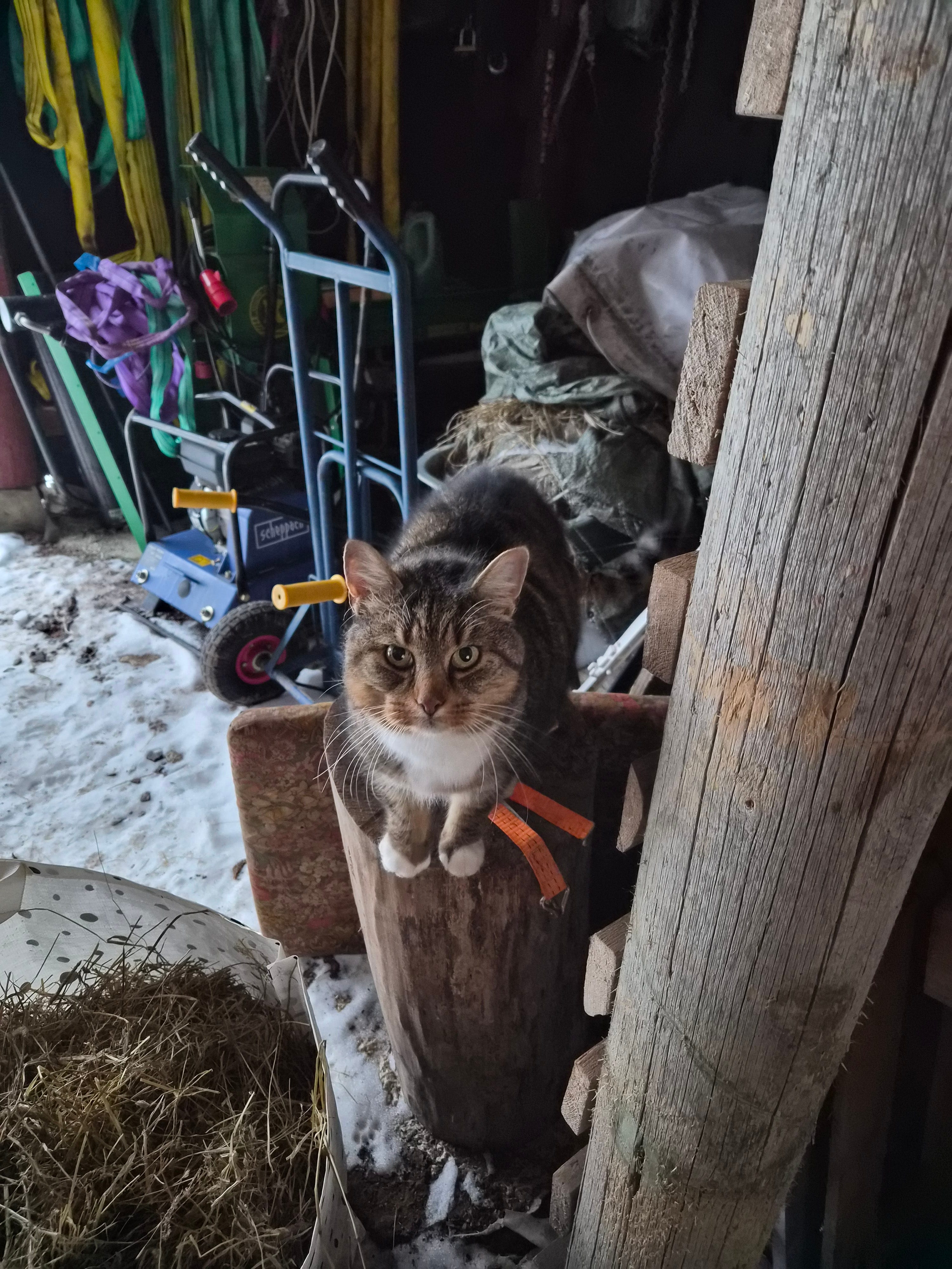 Mellan stor randig katt