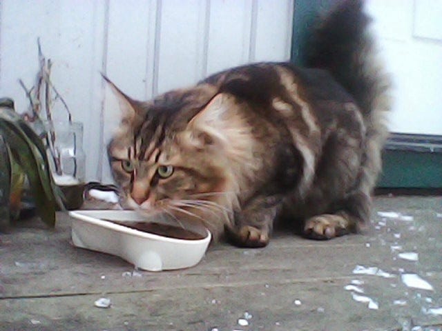 Brunsvart halvlånghårig katt