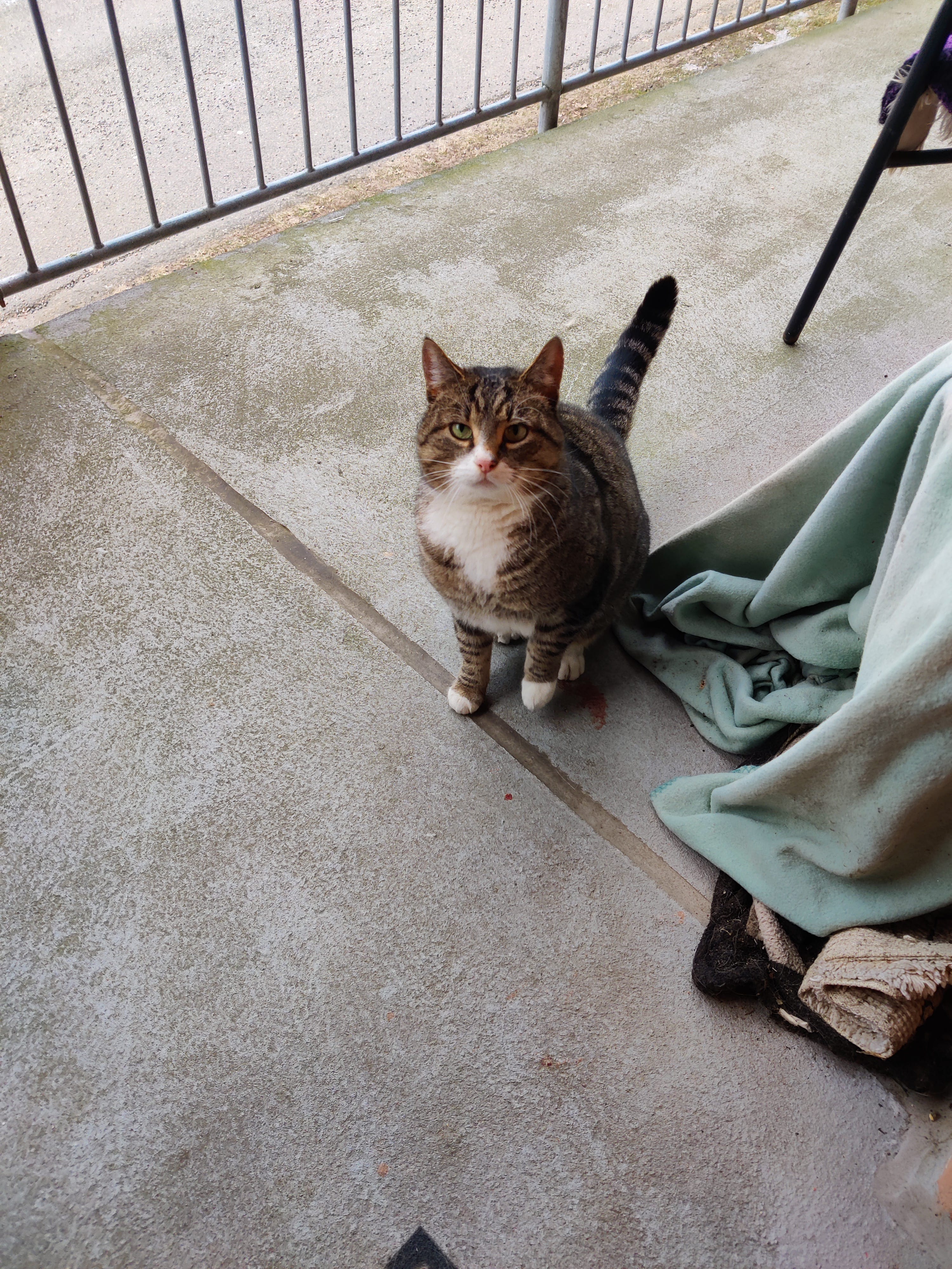 Tigrerade hankatt med vit på tassar och nos