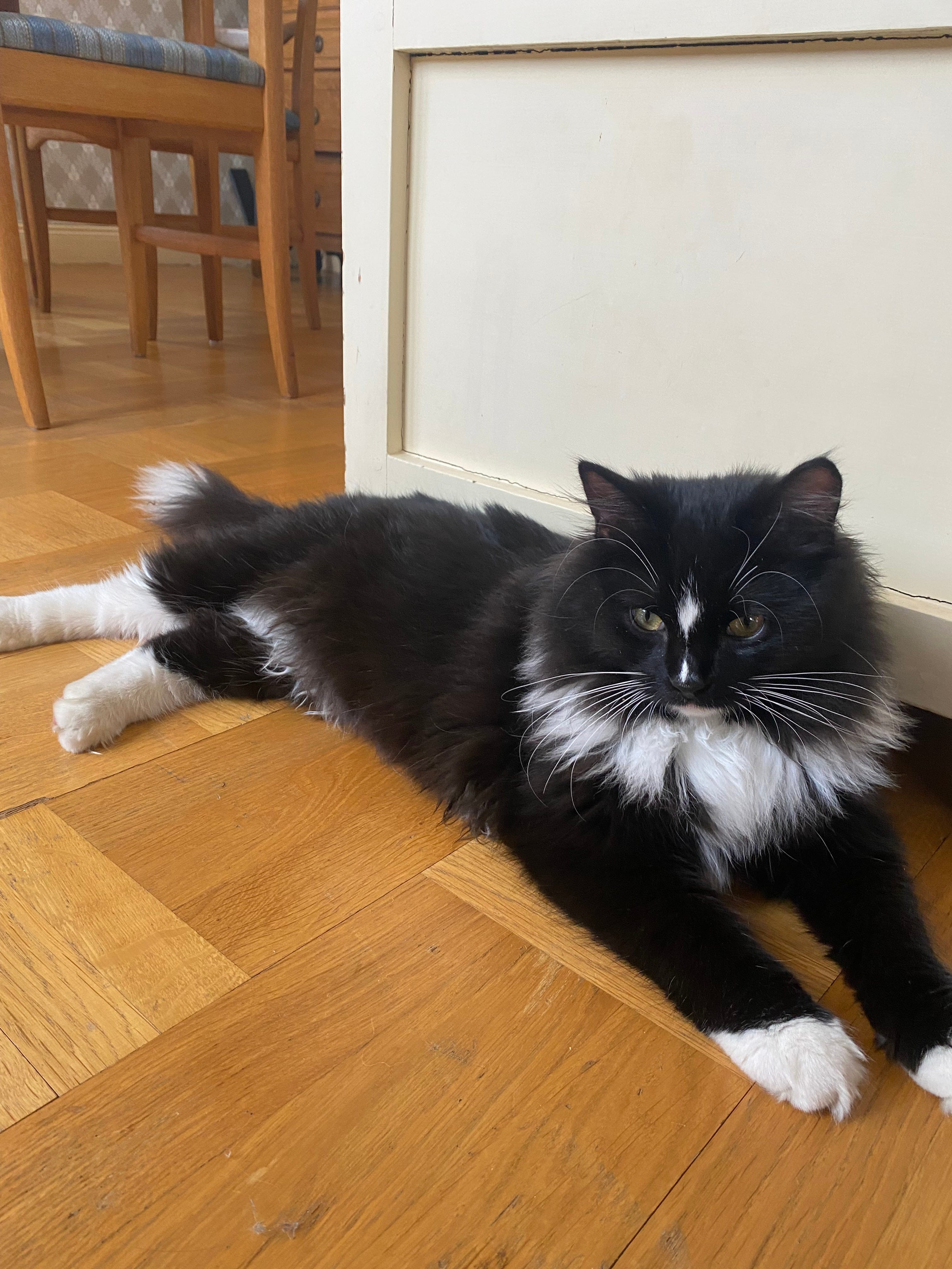 Svart katt med vitt skägg och vita tassar, långhårig