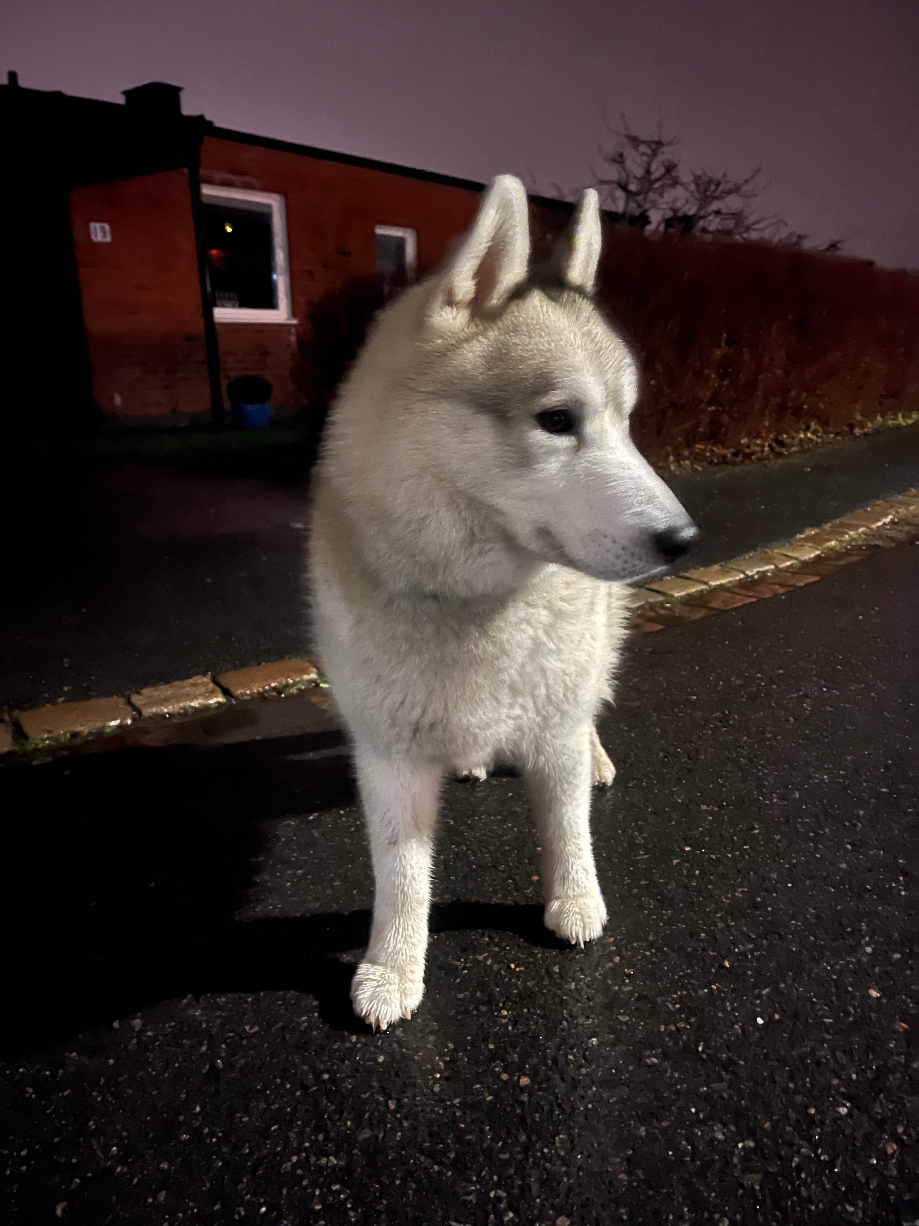 En slags husky, helvit